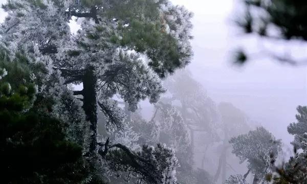 母猫怀孕有什么症状游戏画面